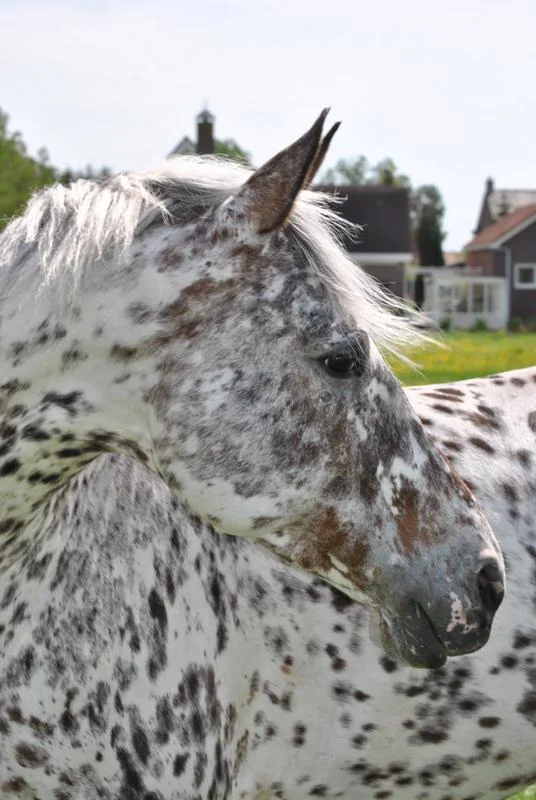 Manege De Paardenhof